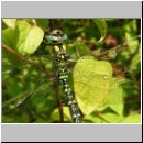 Aeshna cyanea - Blaugruene Mosaikjungfer m14.jpg